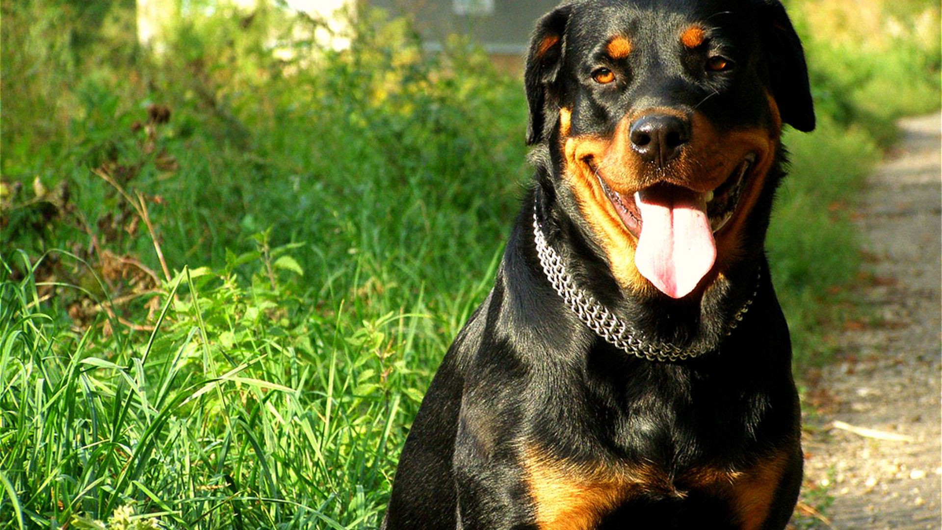 Pictures Of A Rottweiler