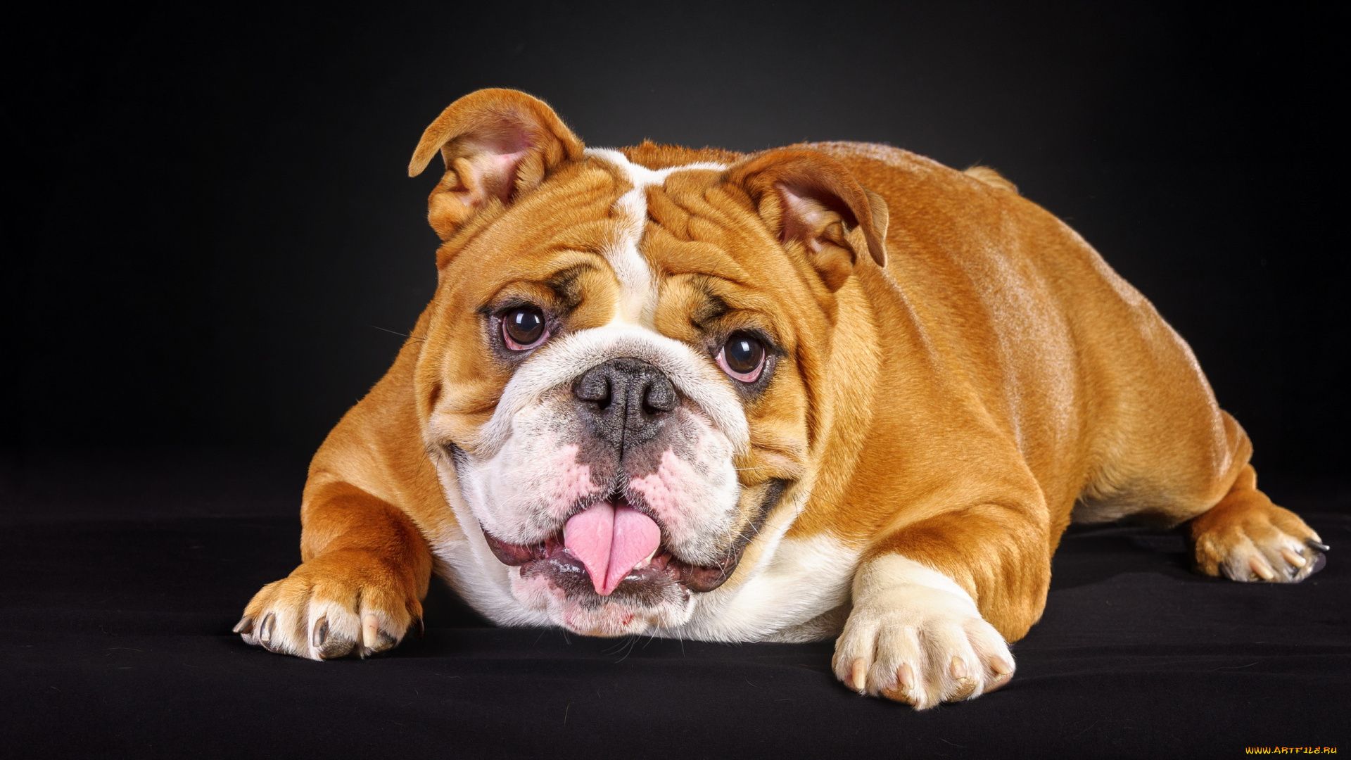Pictures Of A Bulldog Dog