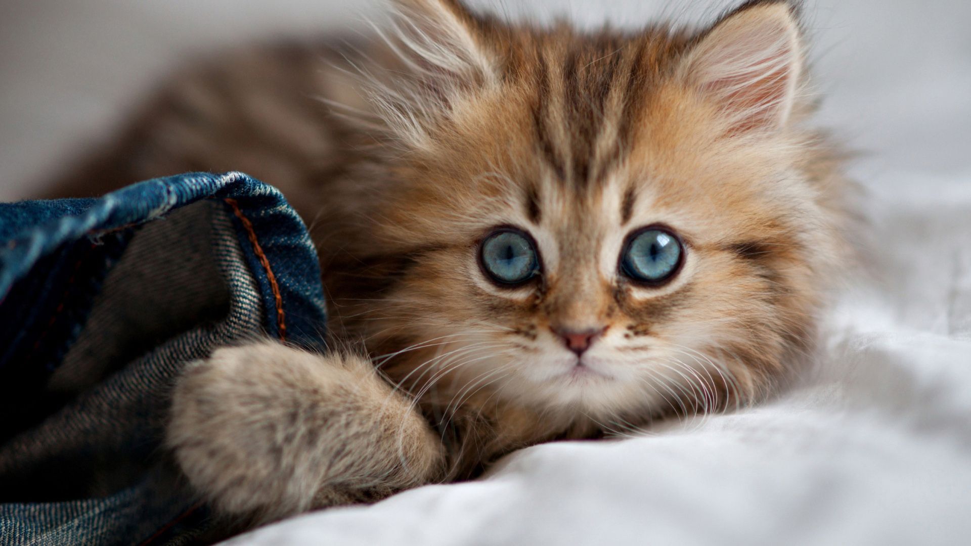 Pictures Of Cute Kittens 