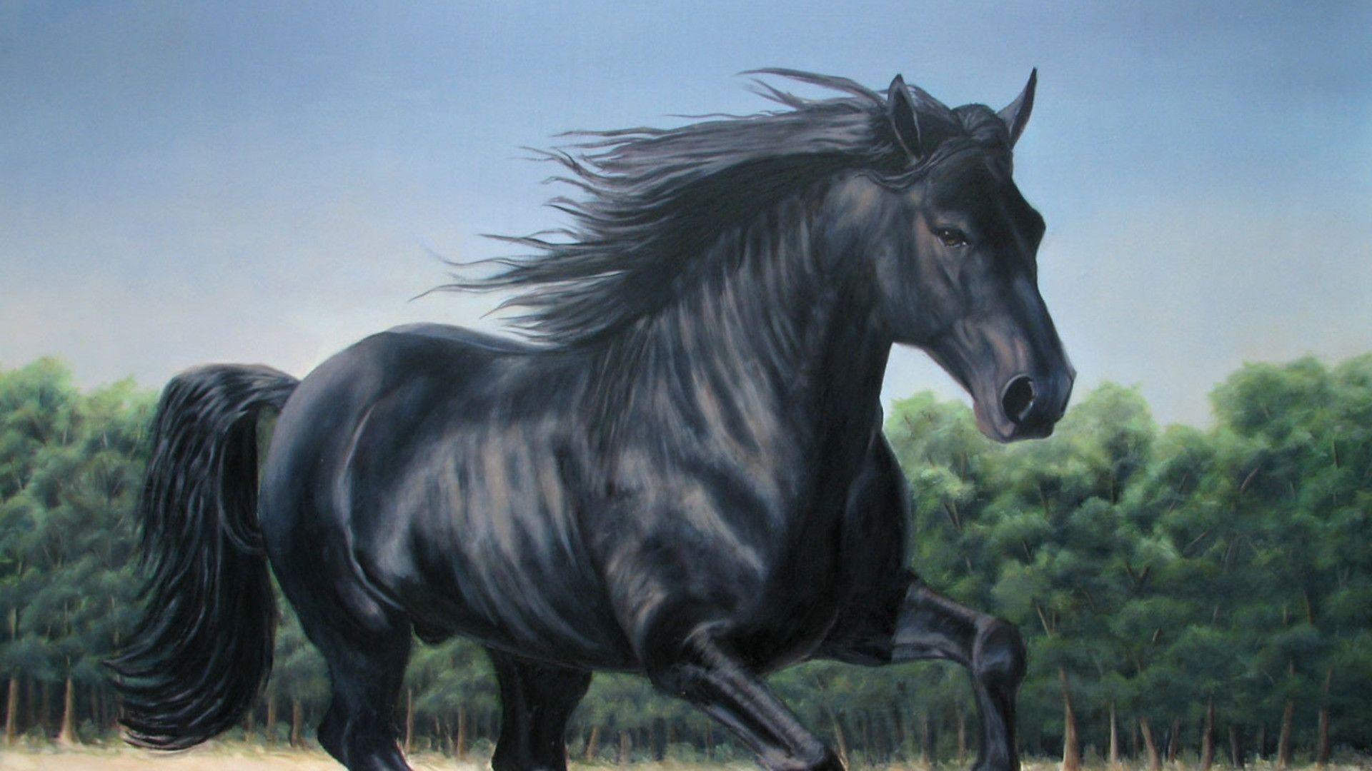 Pictures Of Horses, Black Beautiful