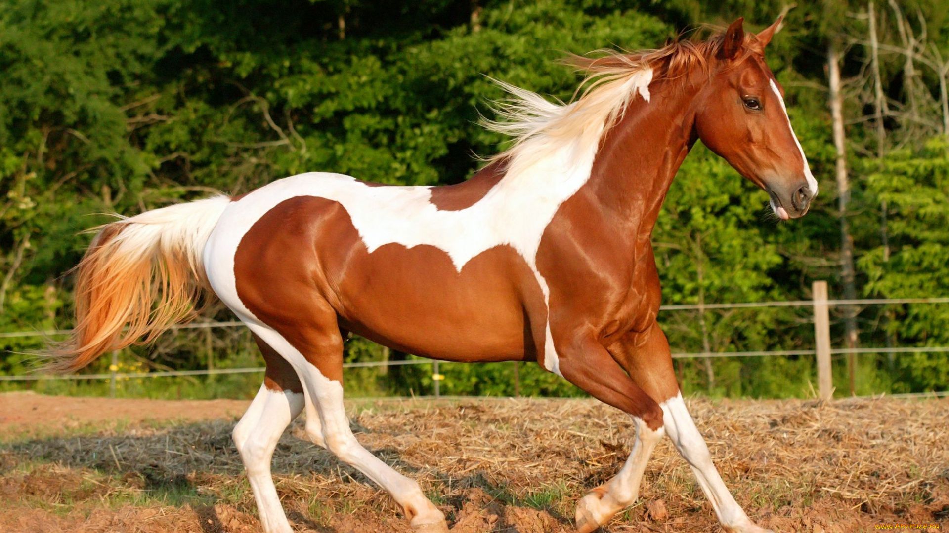 Pictures Of Horses With Their Breed
