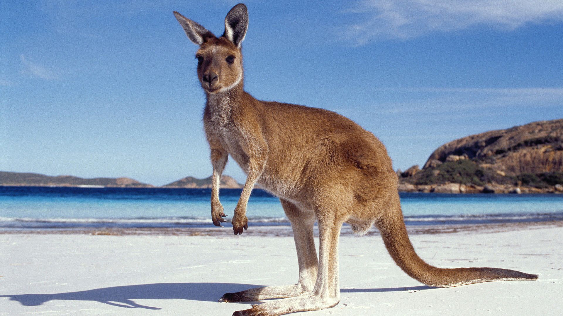 Pictures Of Kangaroos In Australia