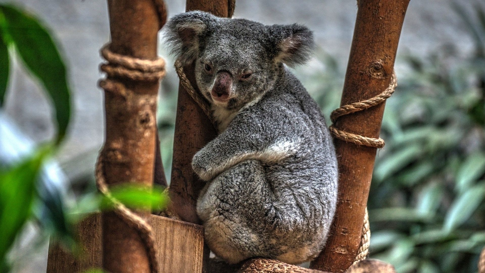 Pictures Of Koalas