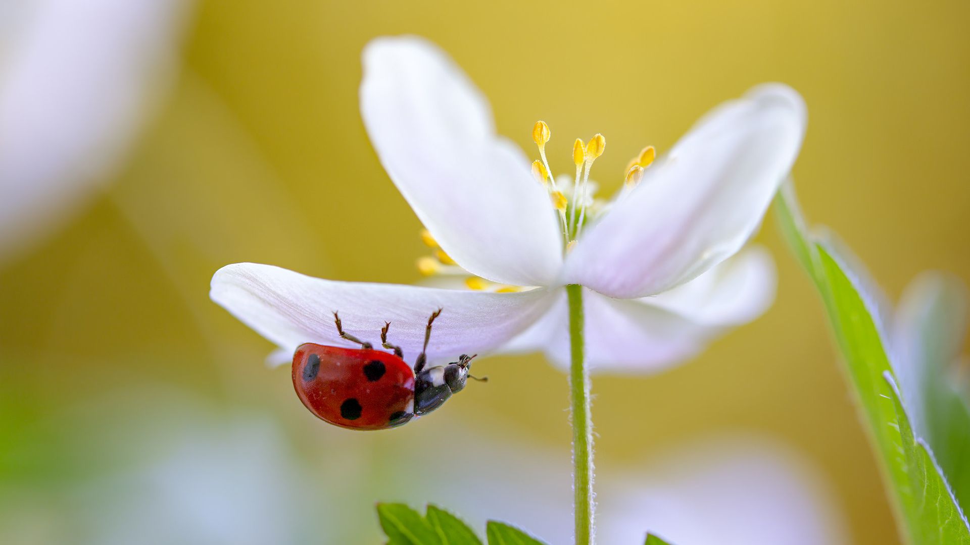 Pictures Of Ladybug On A Flower