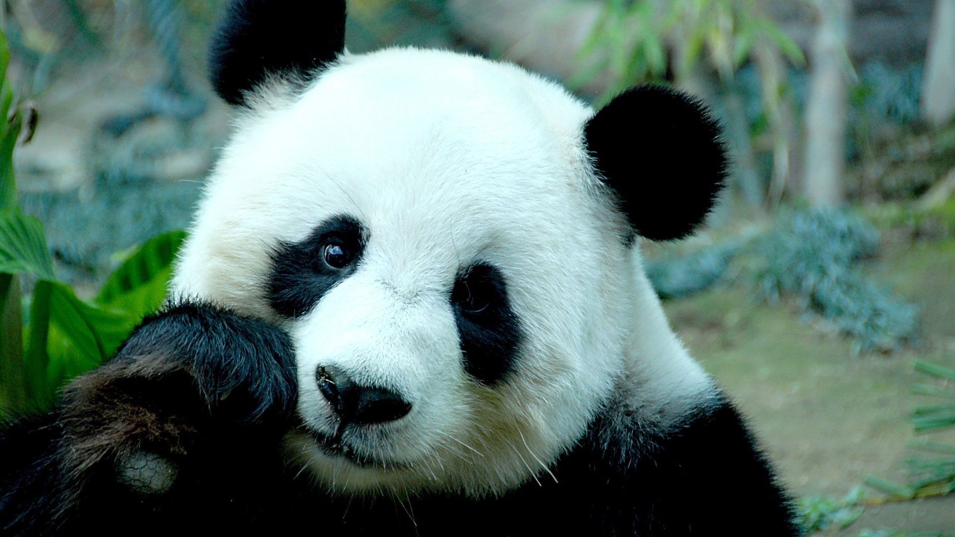 Pictures Of Pandas