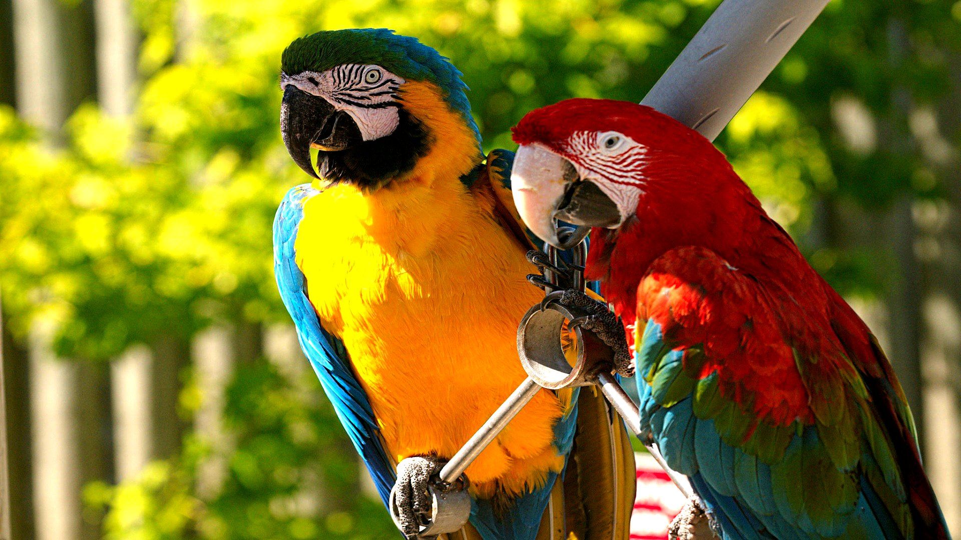 Pictures Of Parrots