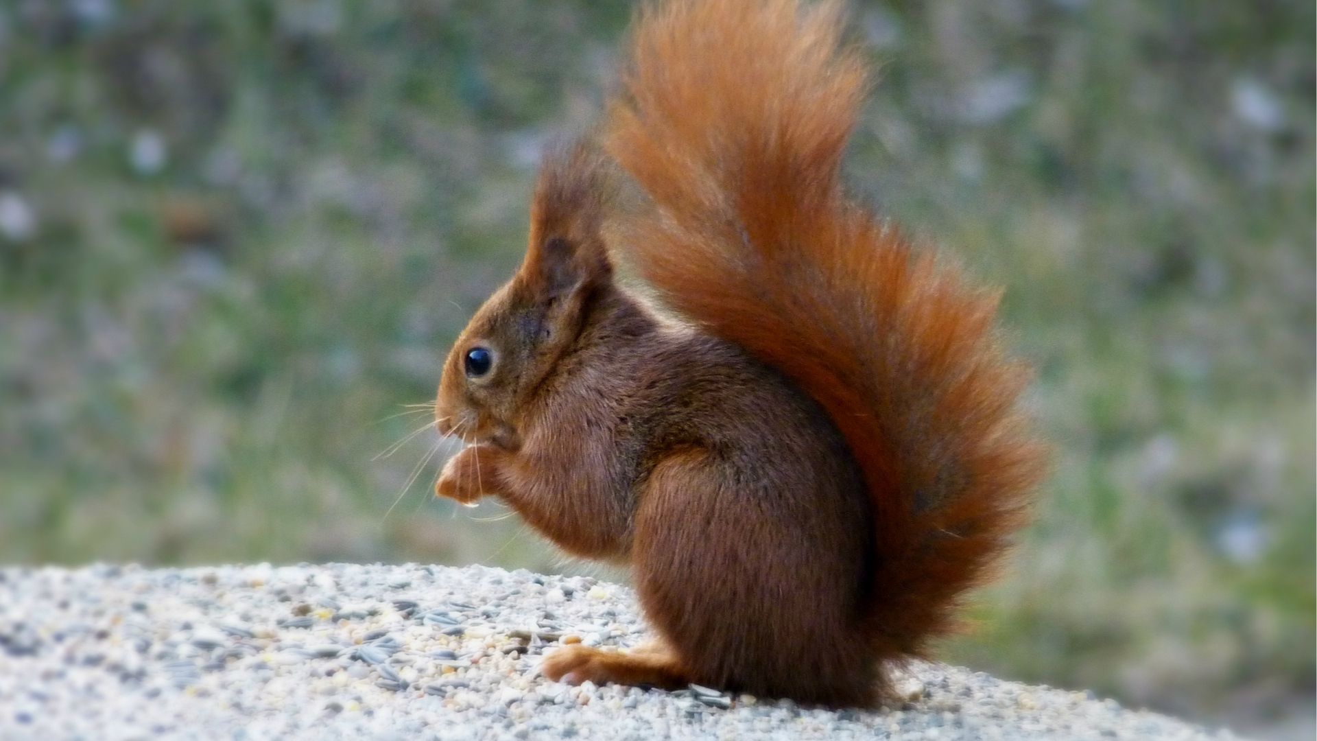 Pictures Of Squirrels