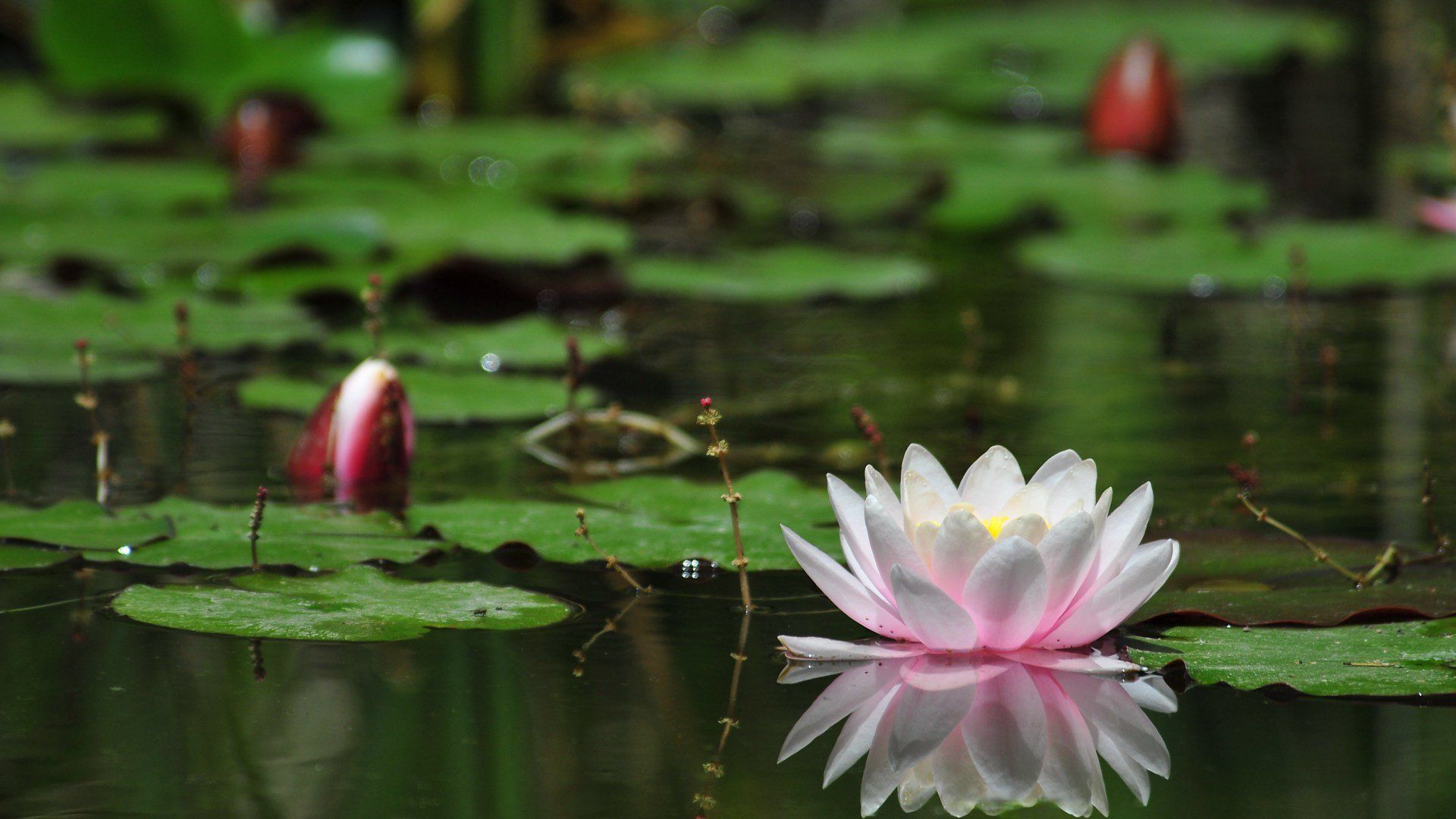 Pictures Of Water Lilies On The Water