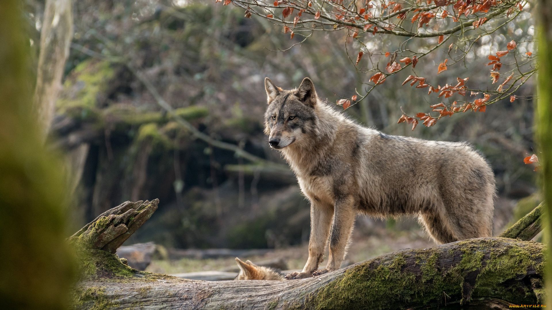 Pictures Of Wolf