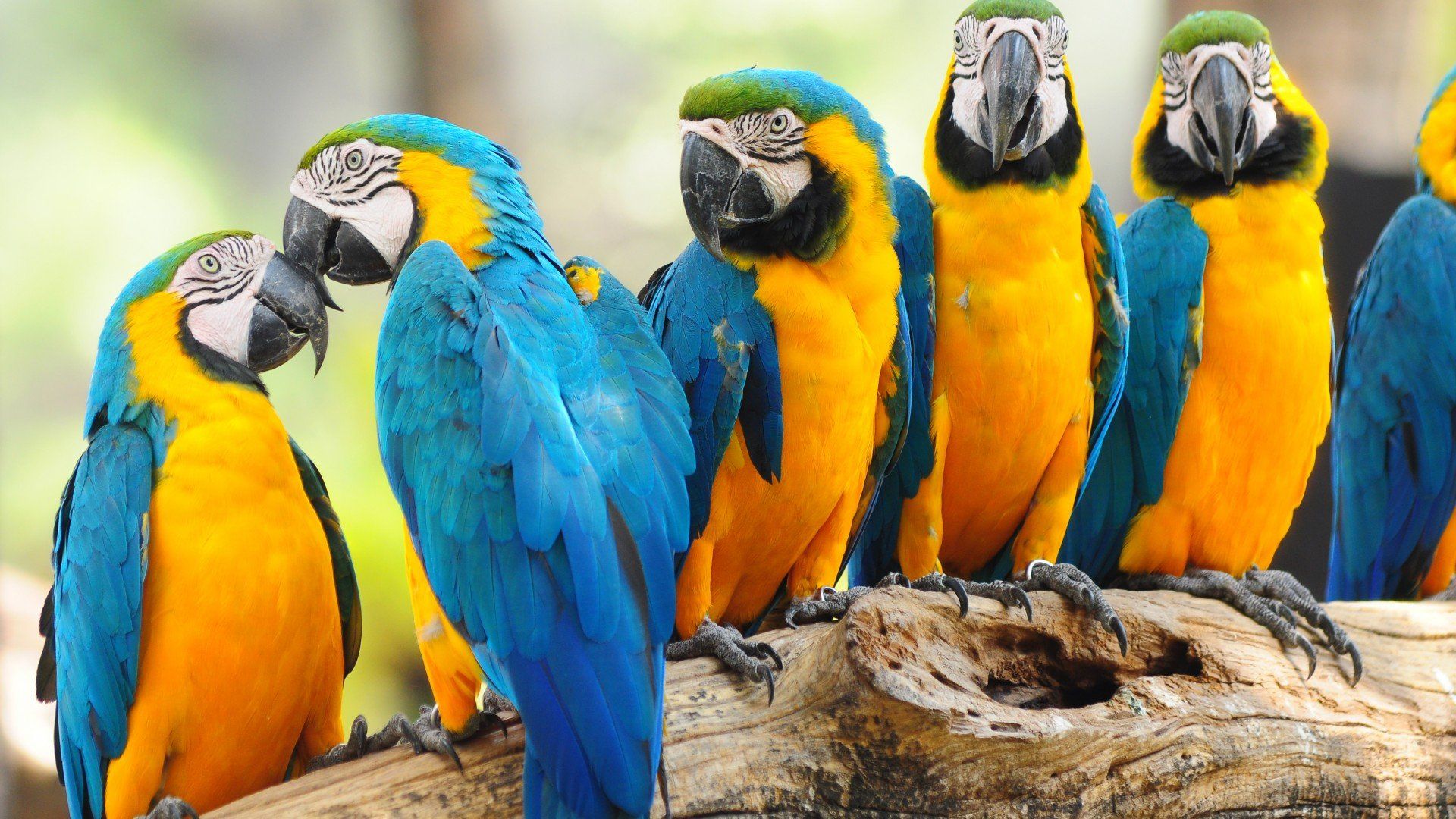 Pictures On The Desktop Parrots