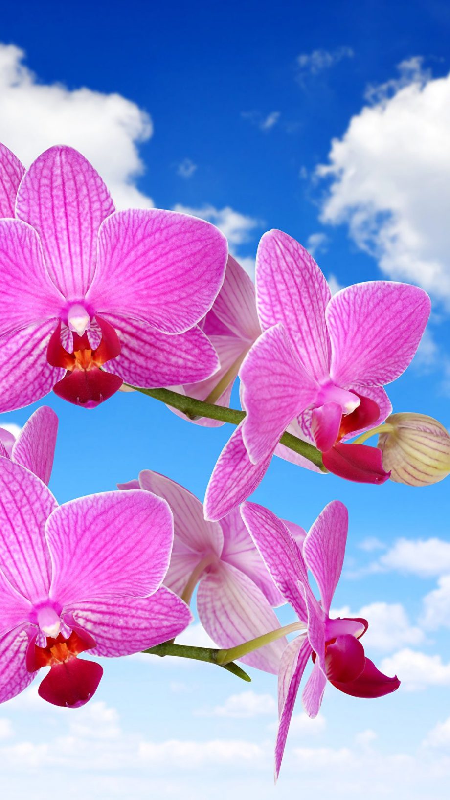 25 Orchid Flower iPhone Wallpapers - Wallpaperboat