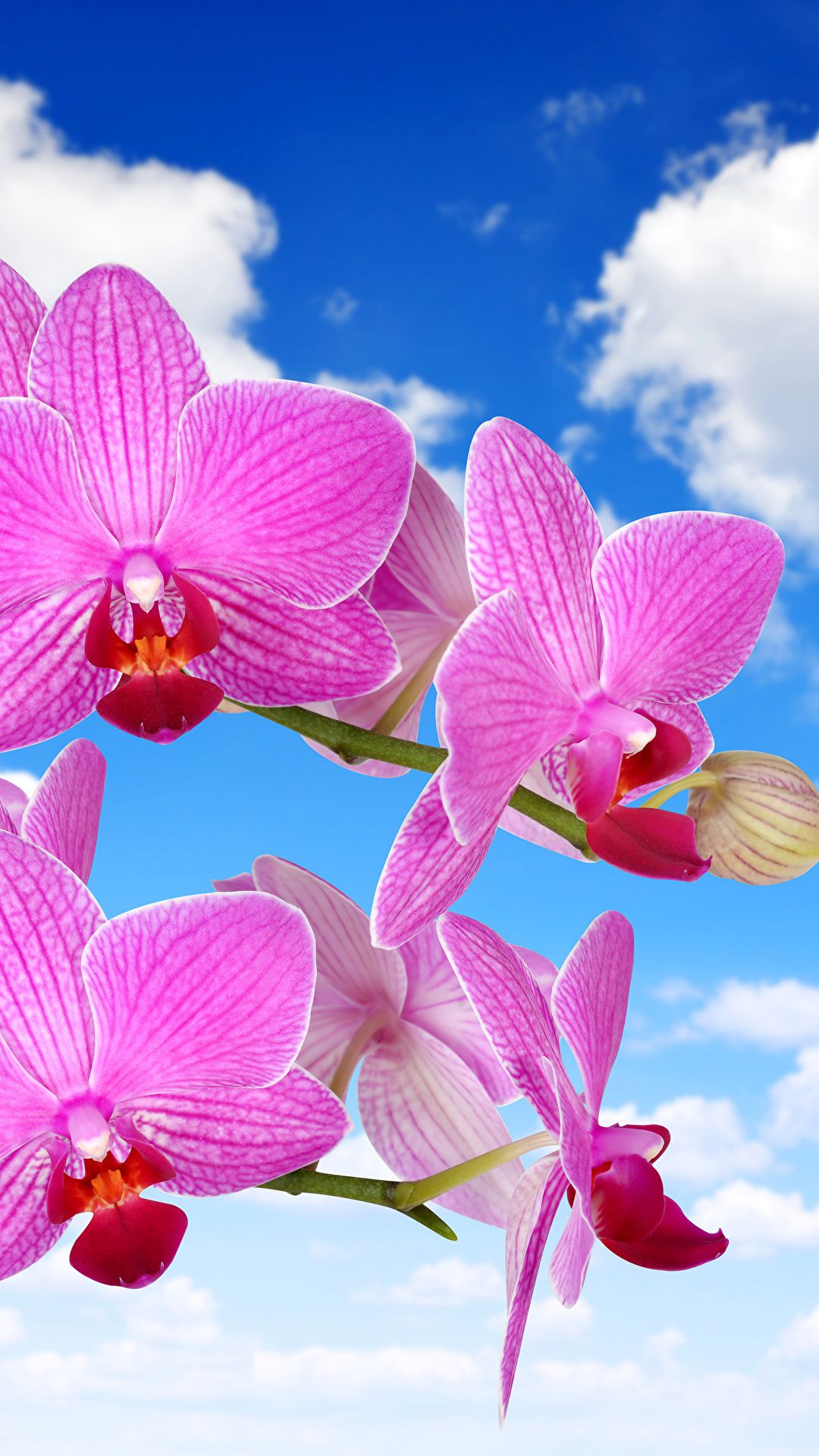 Pink Orchid Photo