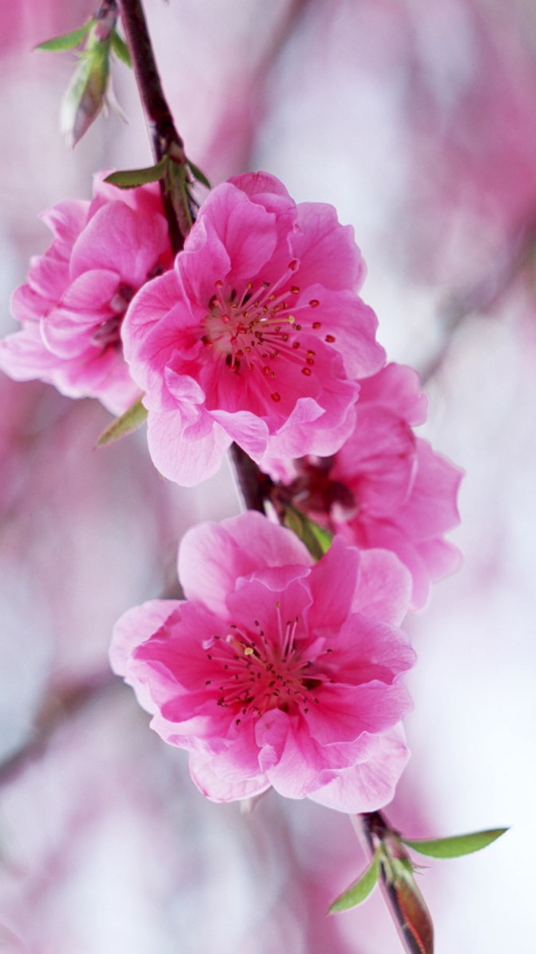 Pink Sakura Flowers