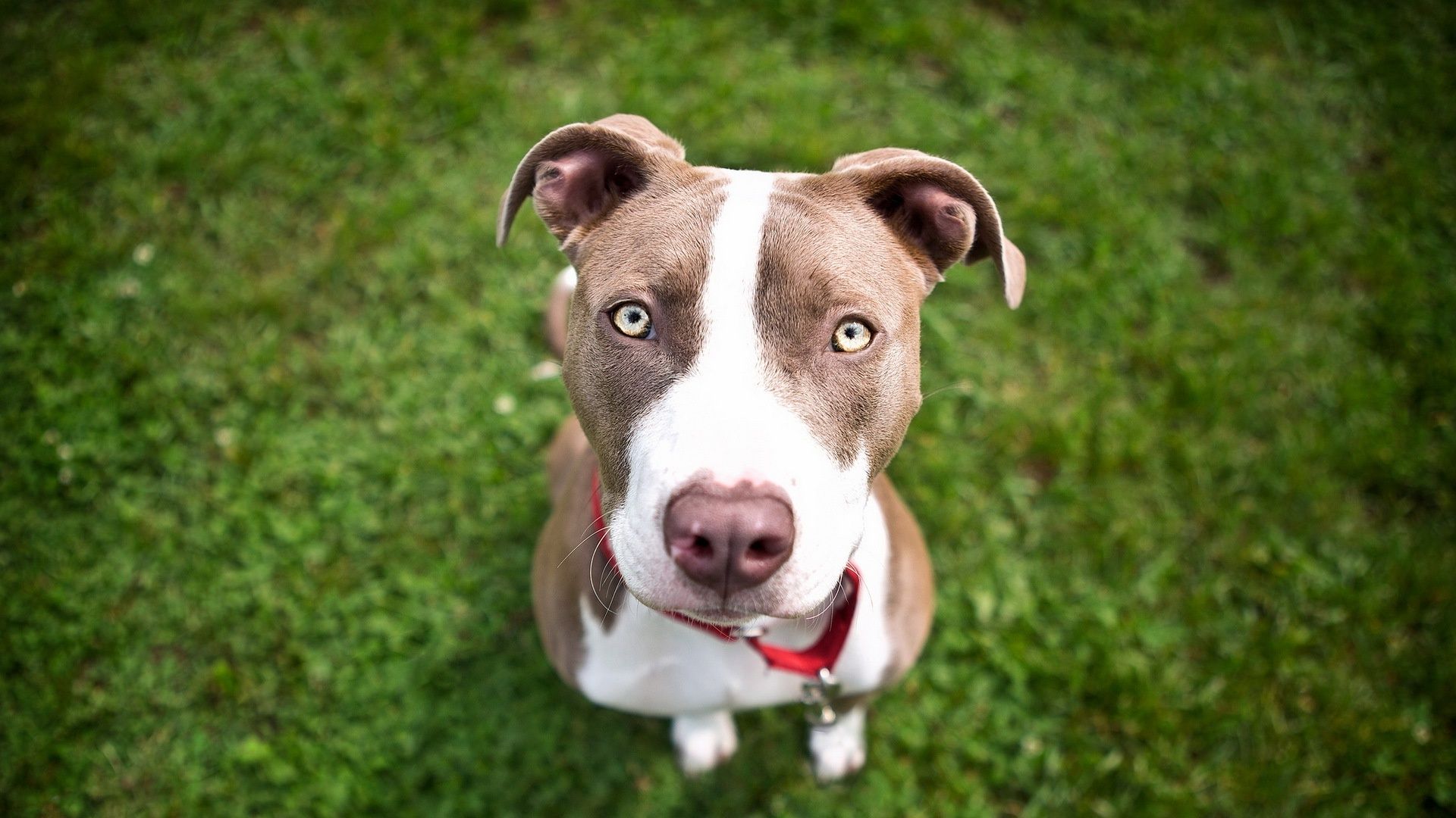 Pit Bull With Blue Eyes