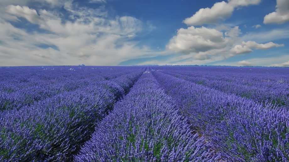 34 Lavender Fields In France Wallpapers - Wallpaperboat