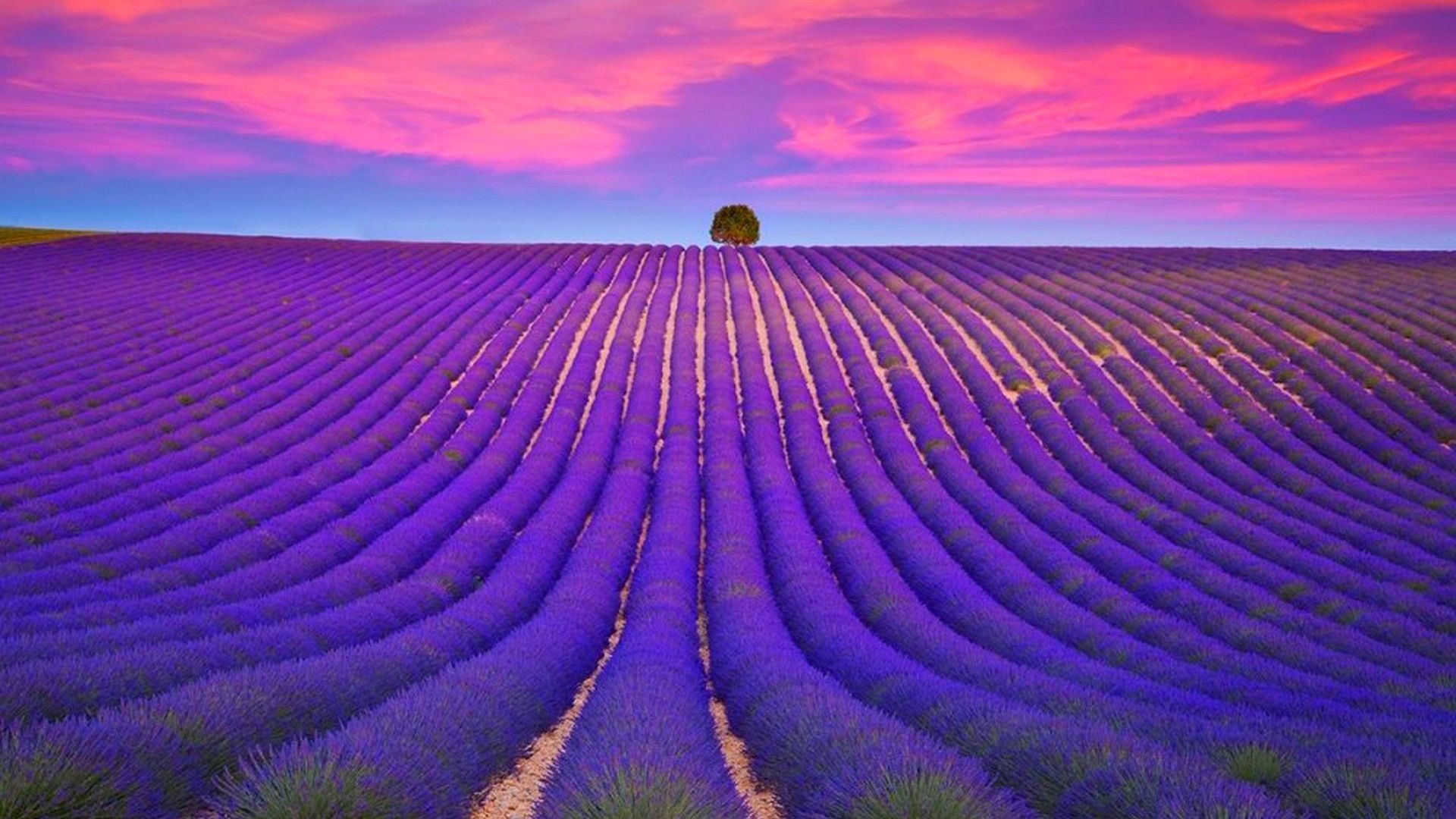 Plantation Lavender Photo