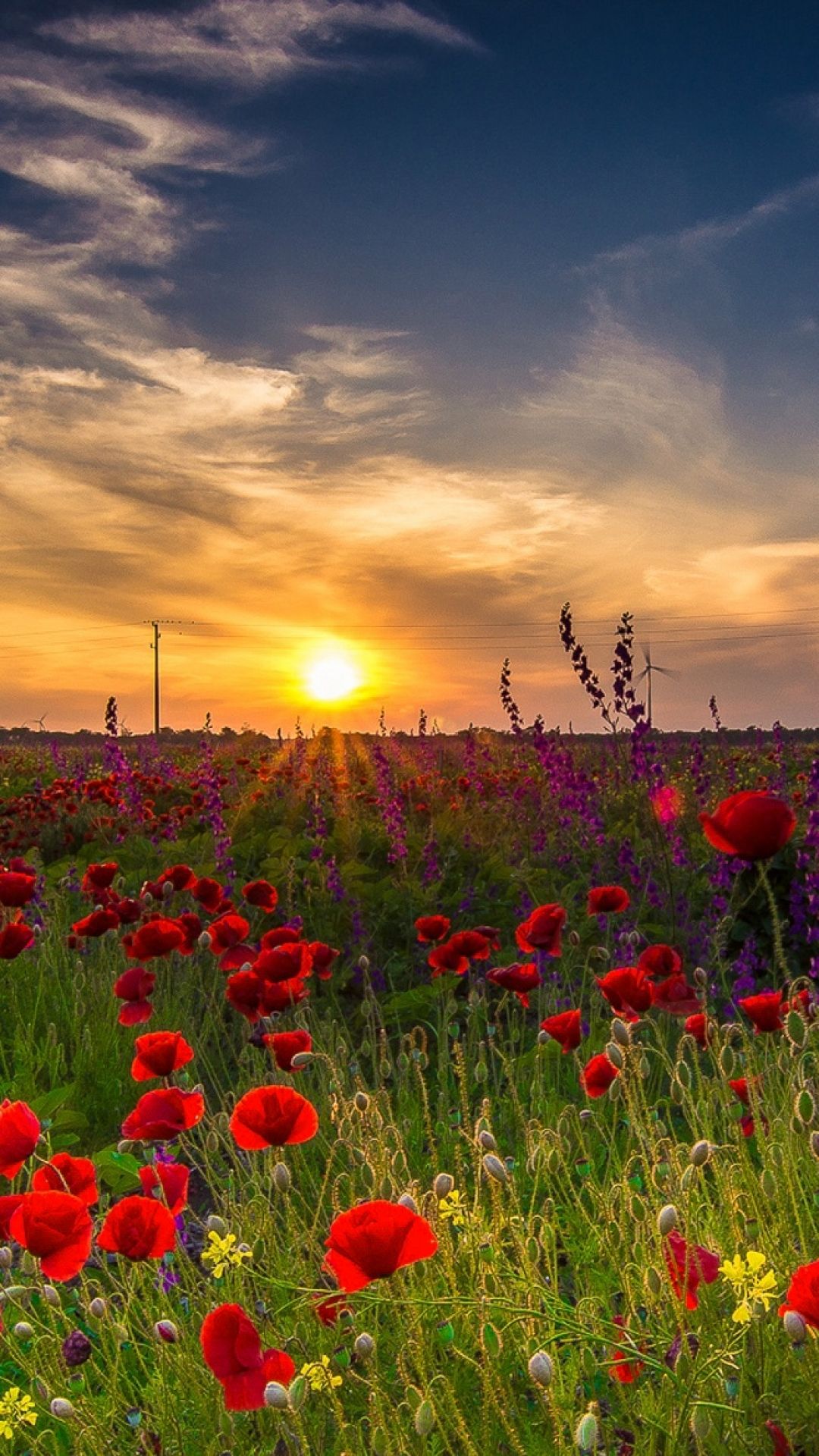 Poppy Field At Sunset