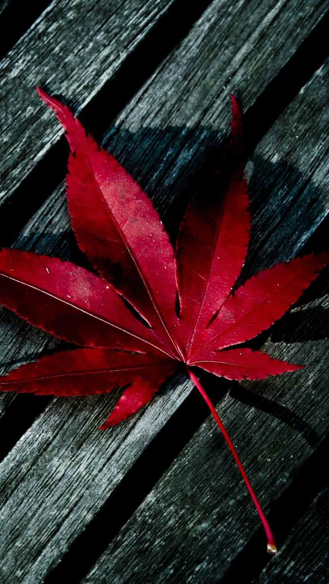 Red Leaf On Black Background