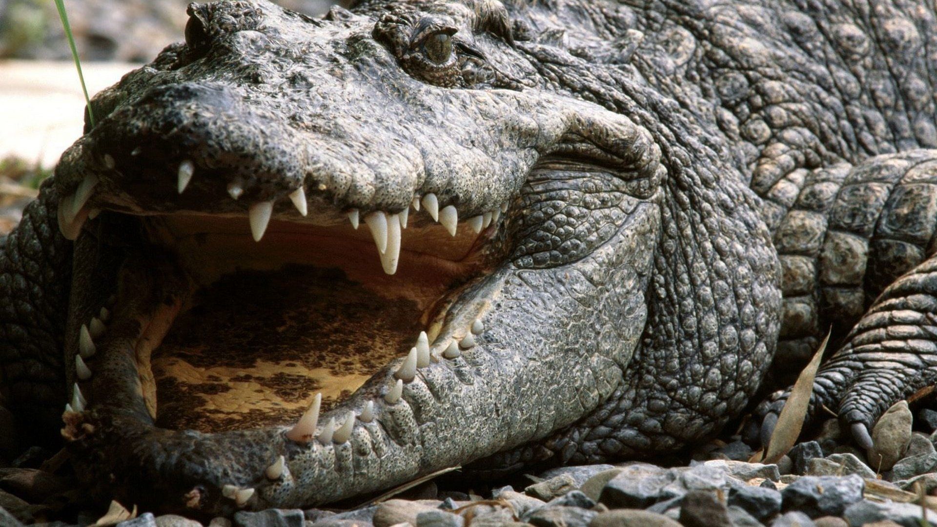 Reptiles Crocodiles