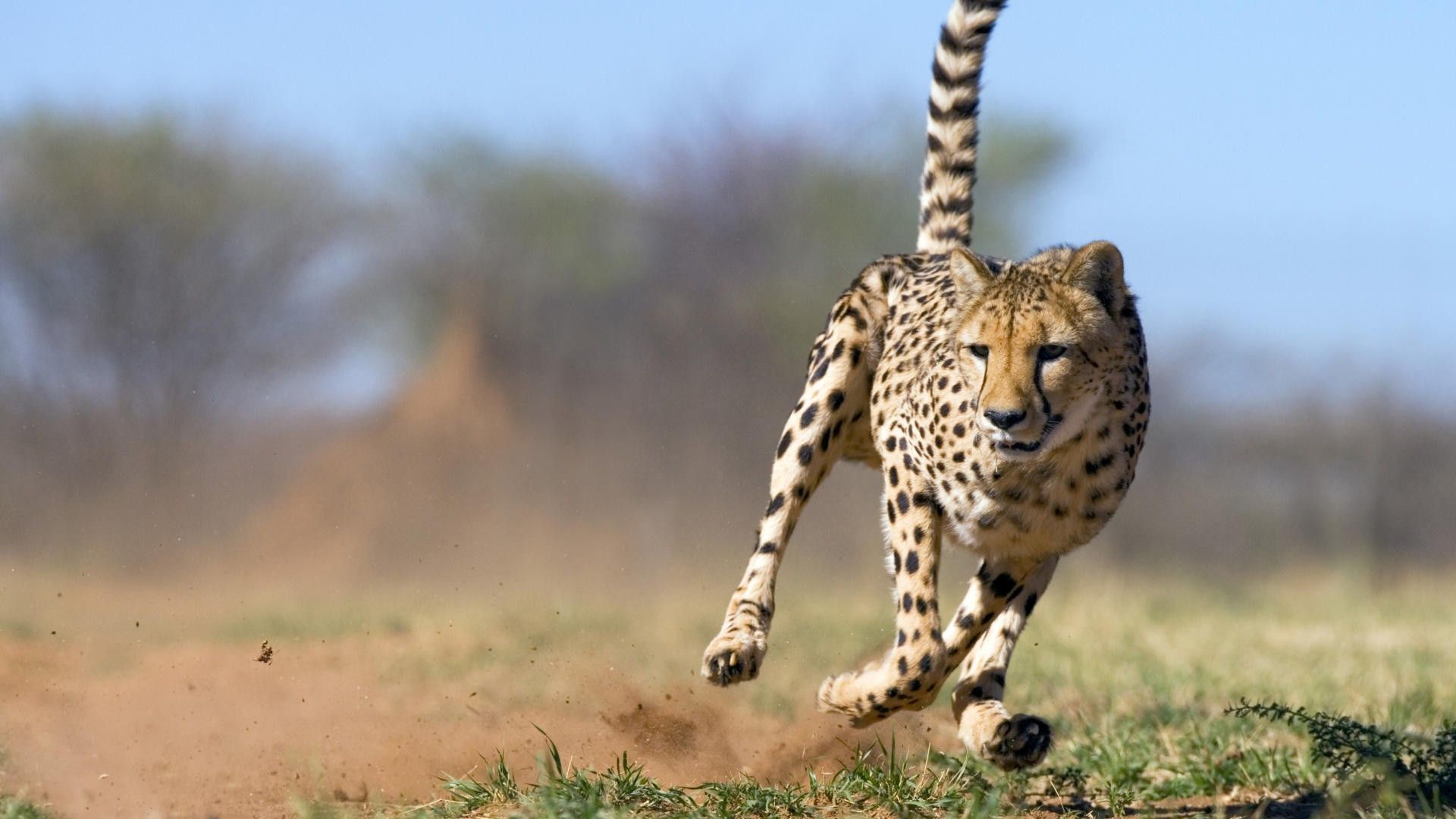Running Cheetah Photo