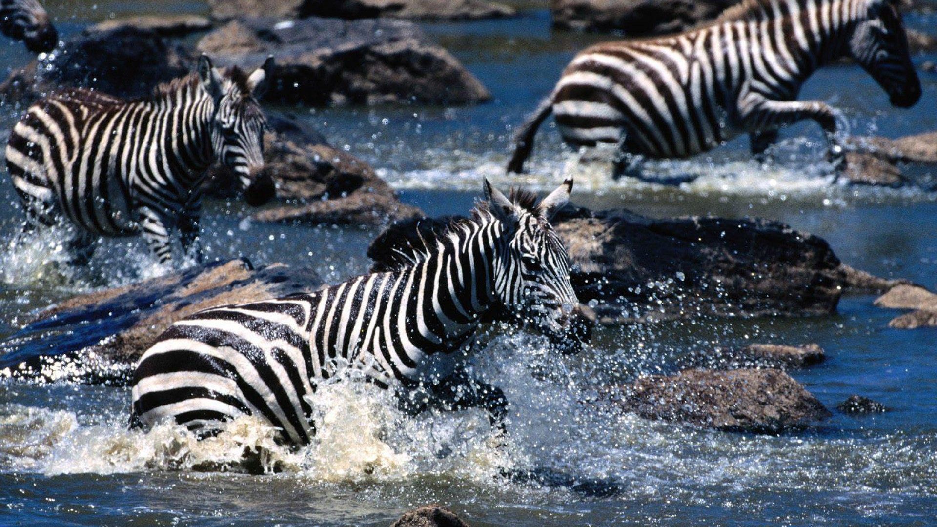 Running Zebra Pictures
