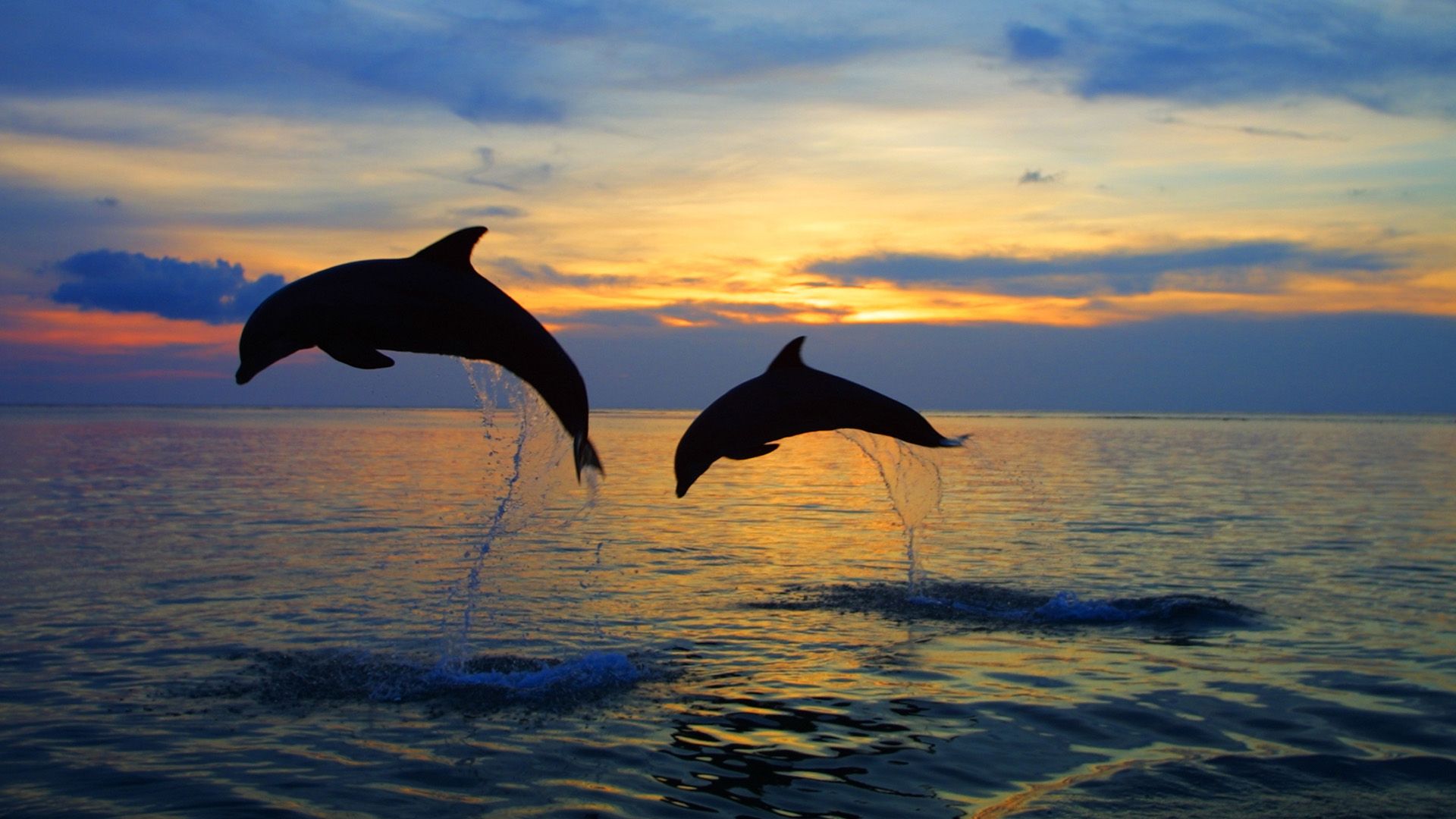 Sea Sunset Dolphins