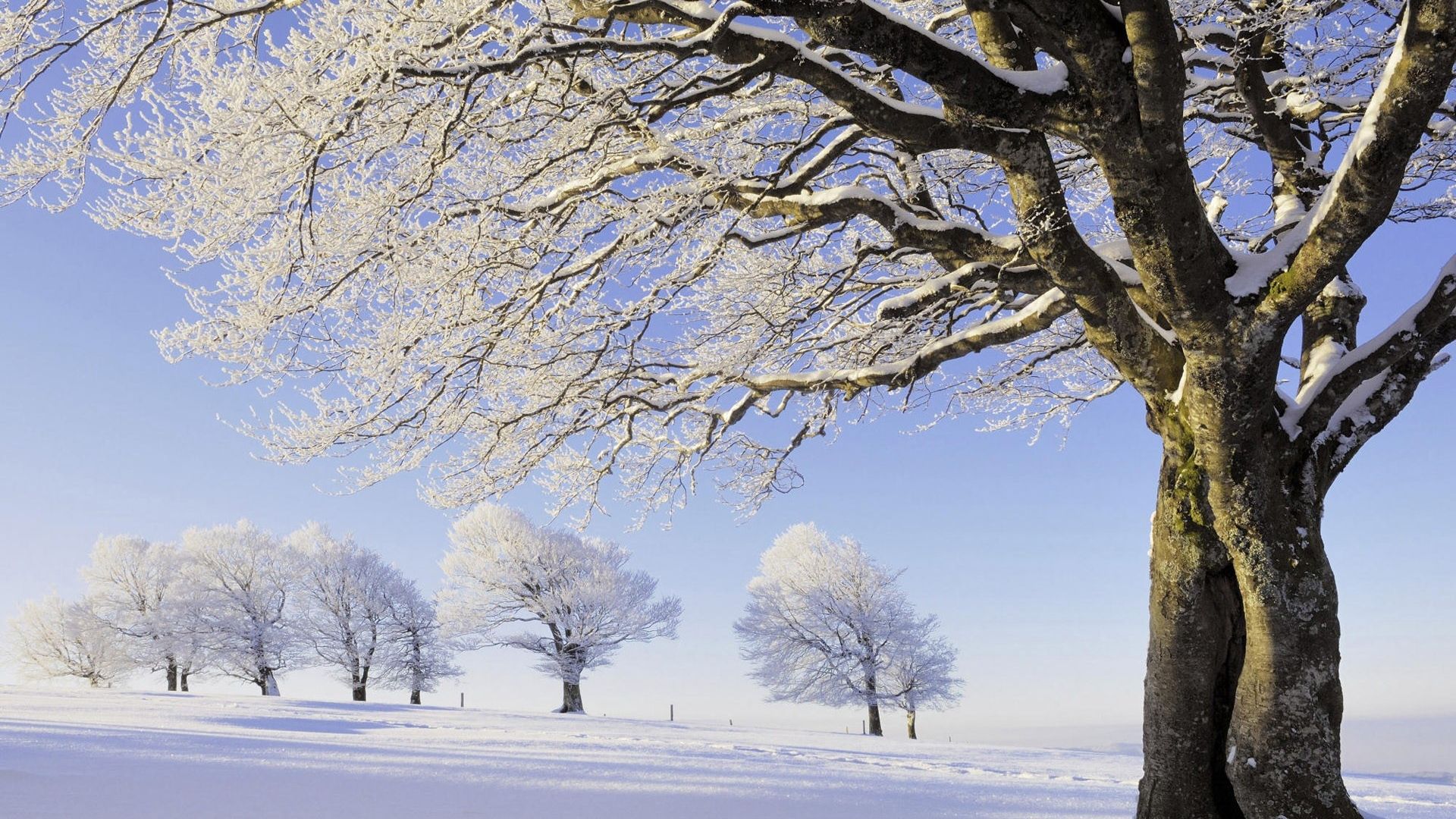 Snow Covered Trees Photo