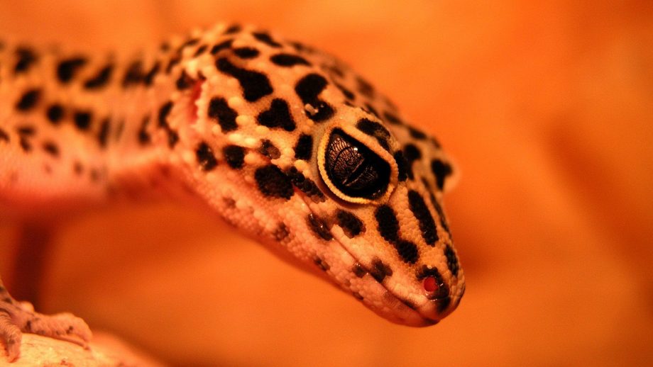 35 Gecko Wallpapers - WallpaperBoat