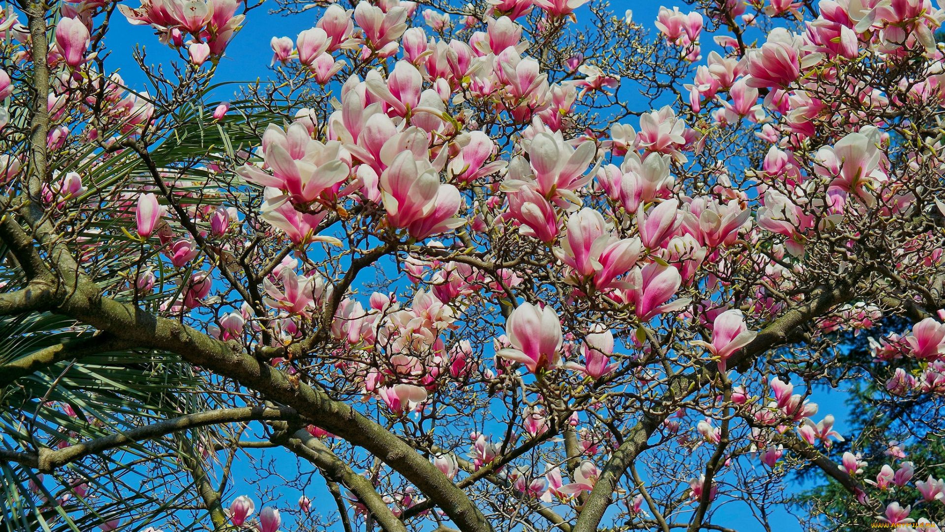 Spring Magnolia Tree