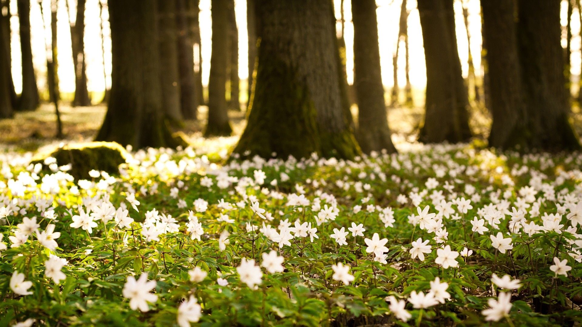 Spring Flowers In The Forest
