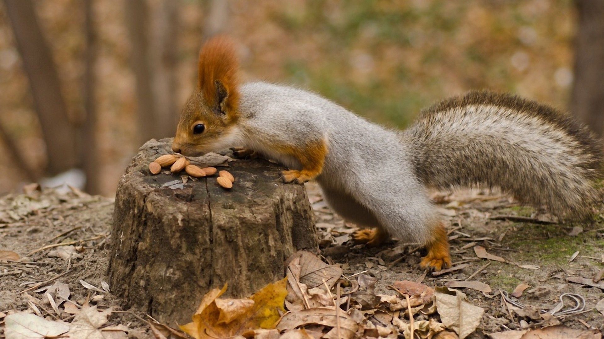 Squirrel In Autumn Forest Pictures