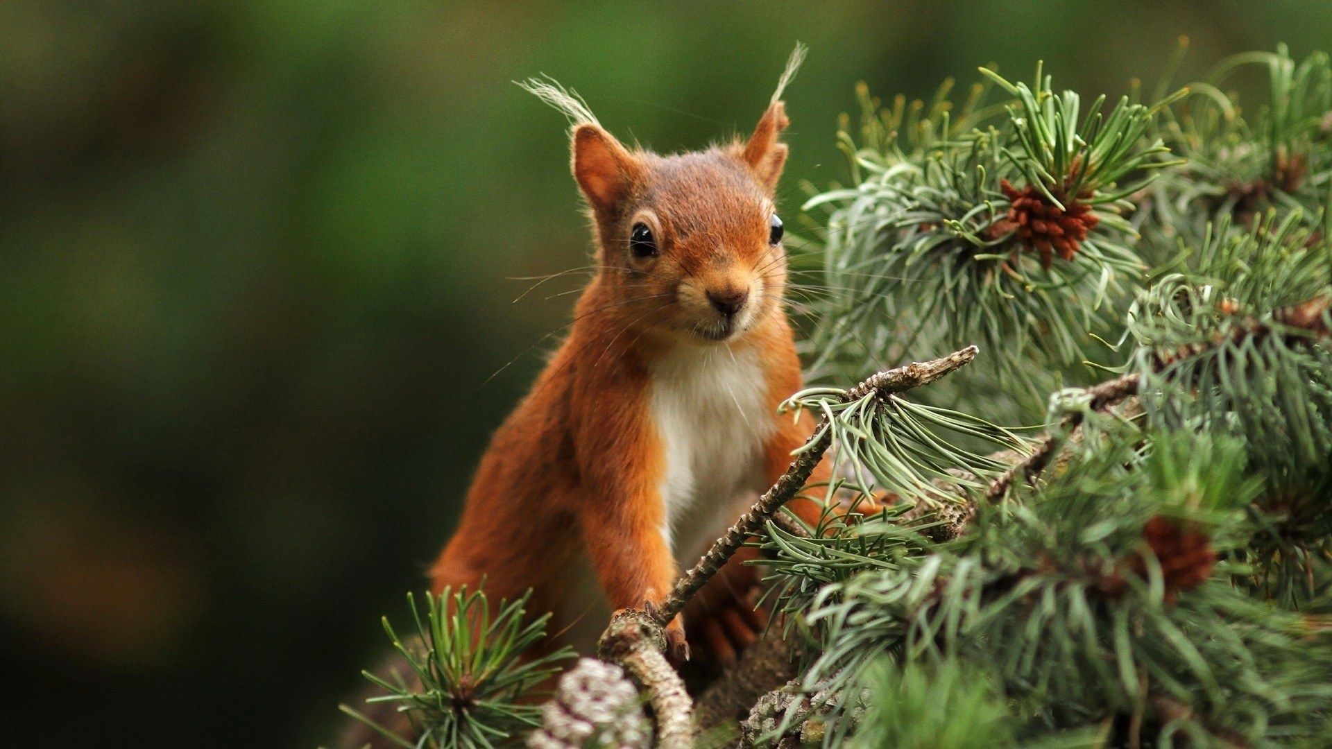 Squirrel On A Branch Photo