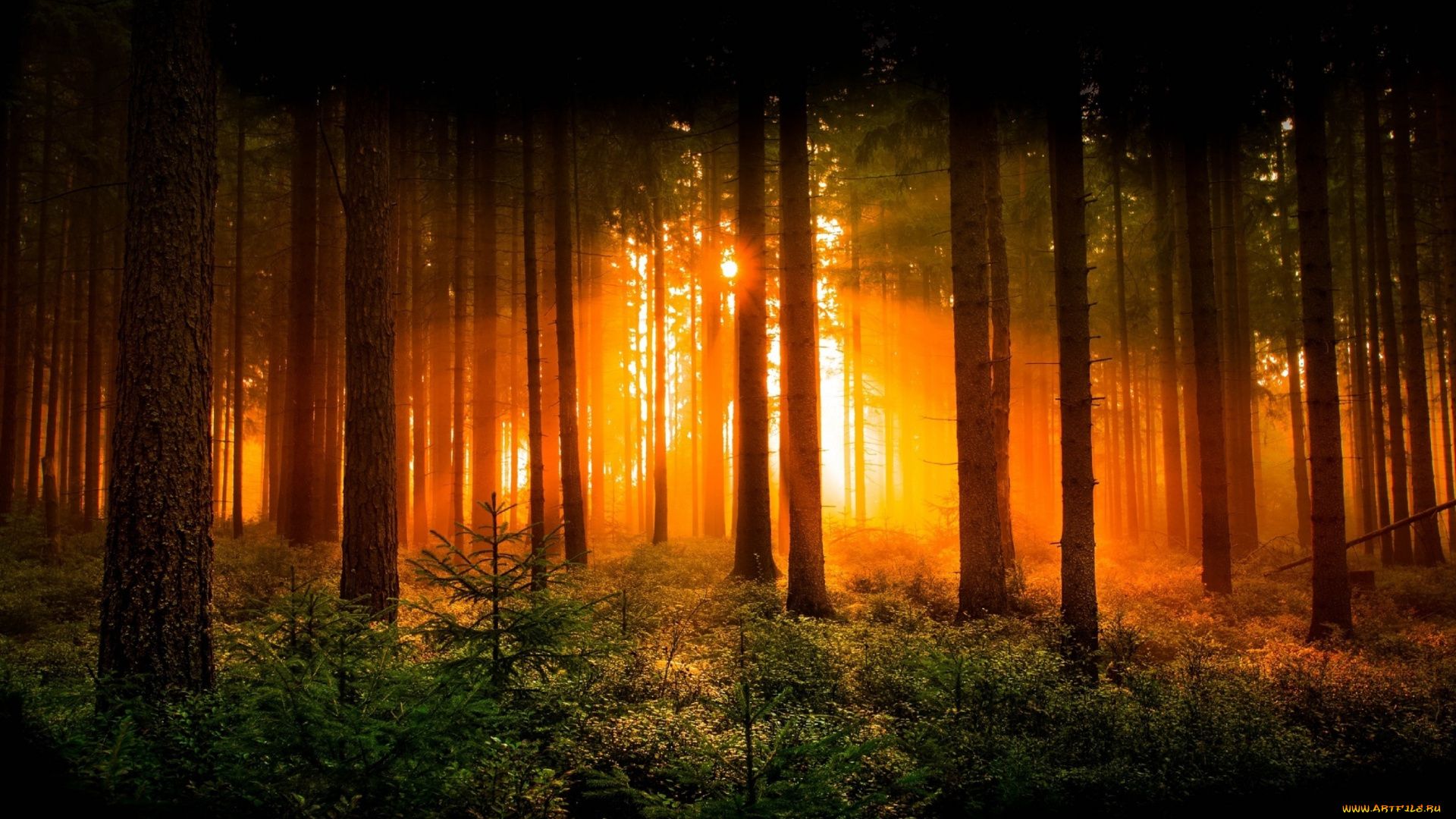 Sunrise In The Forest Photo