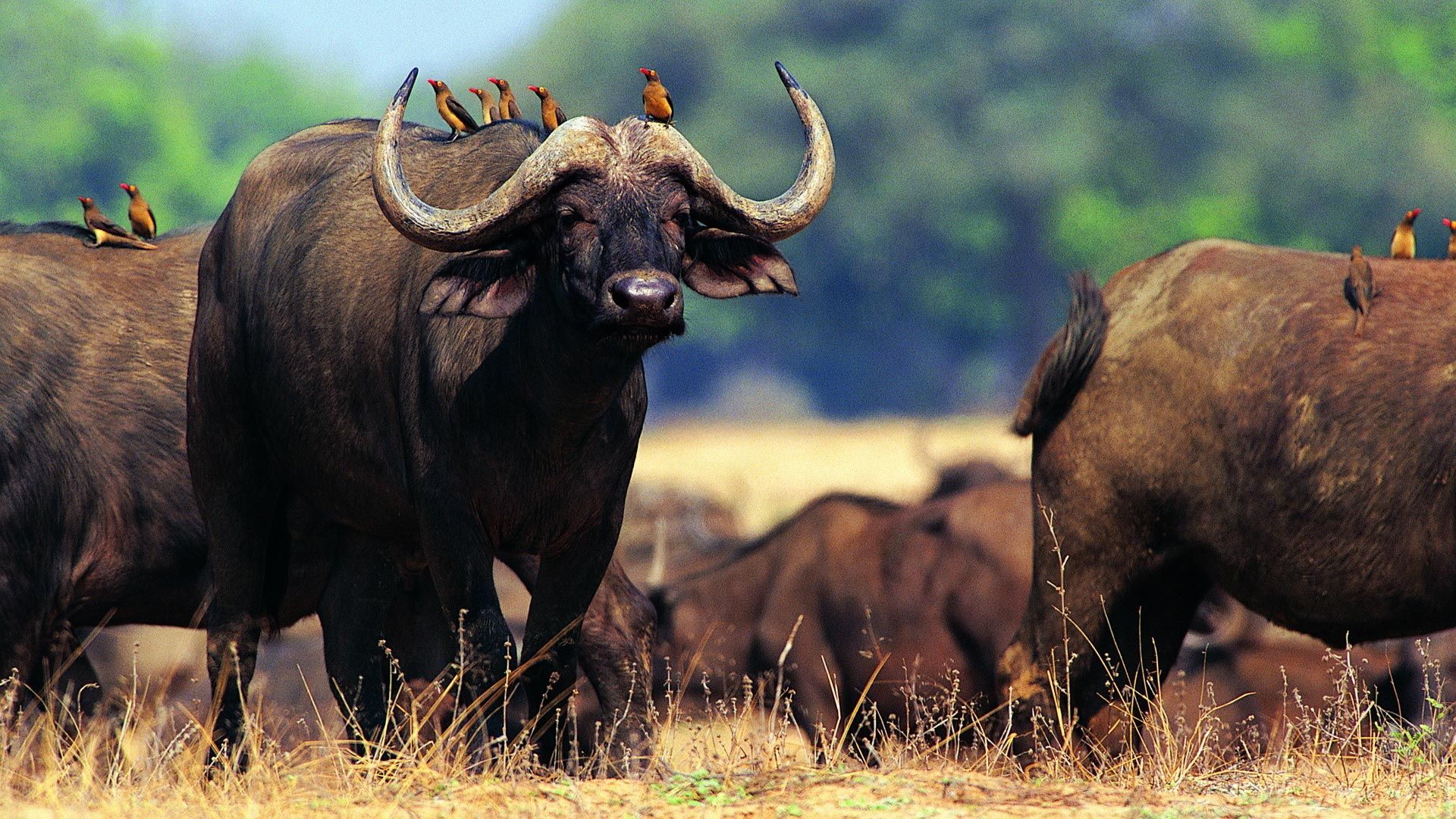 The Buffalo Tanzania