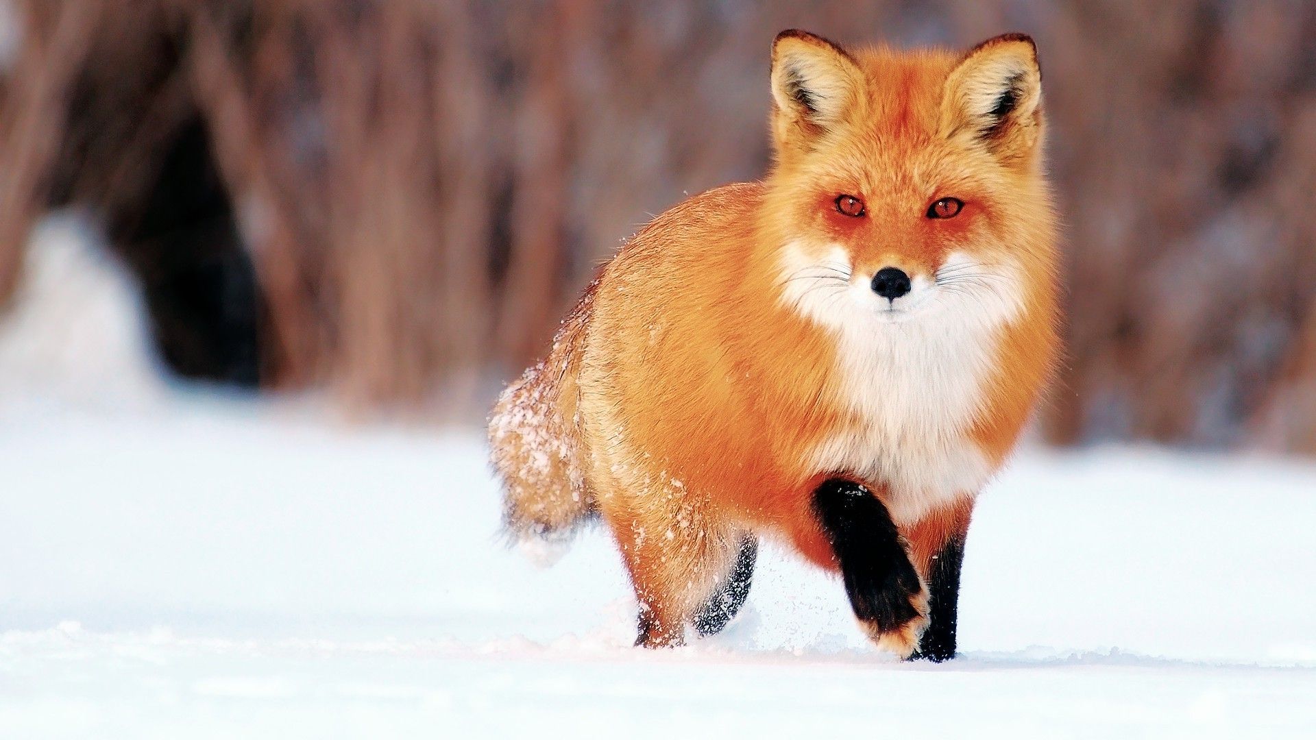 The Fox In Winter