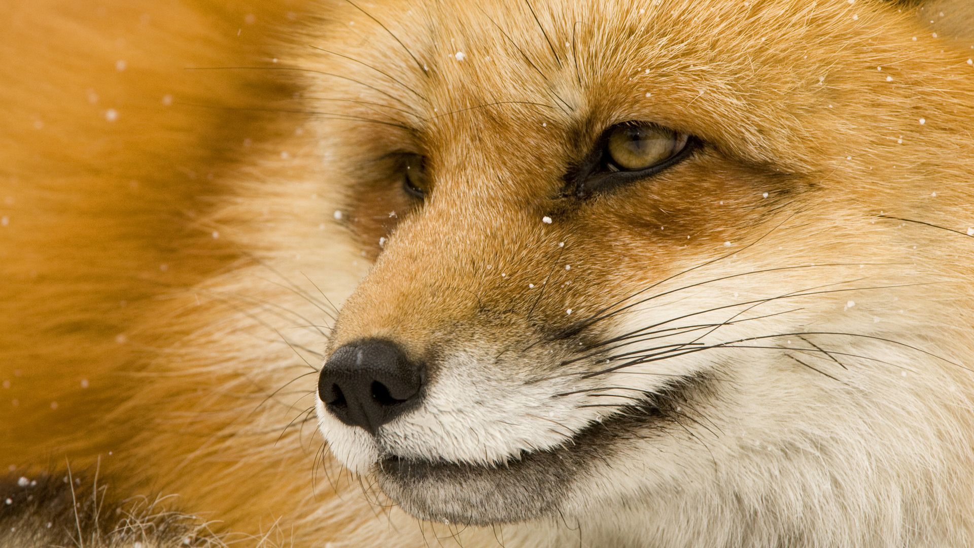 The Fox Photos
