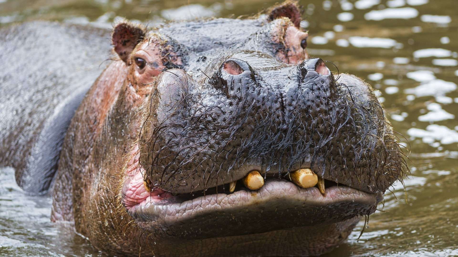 The Hippo And The Hippo