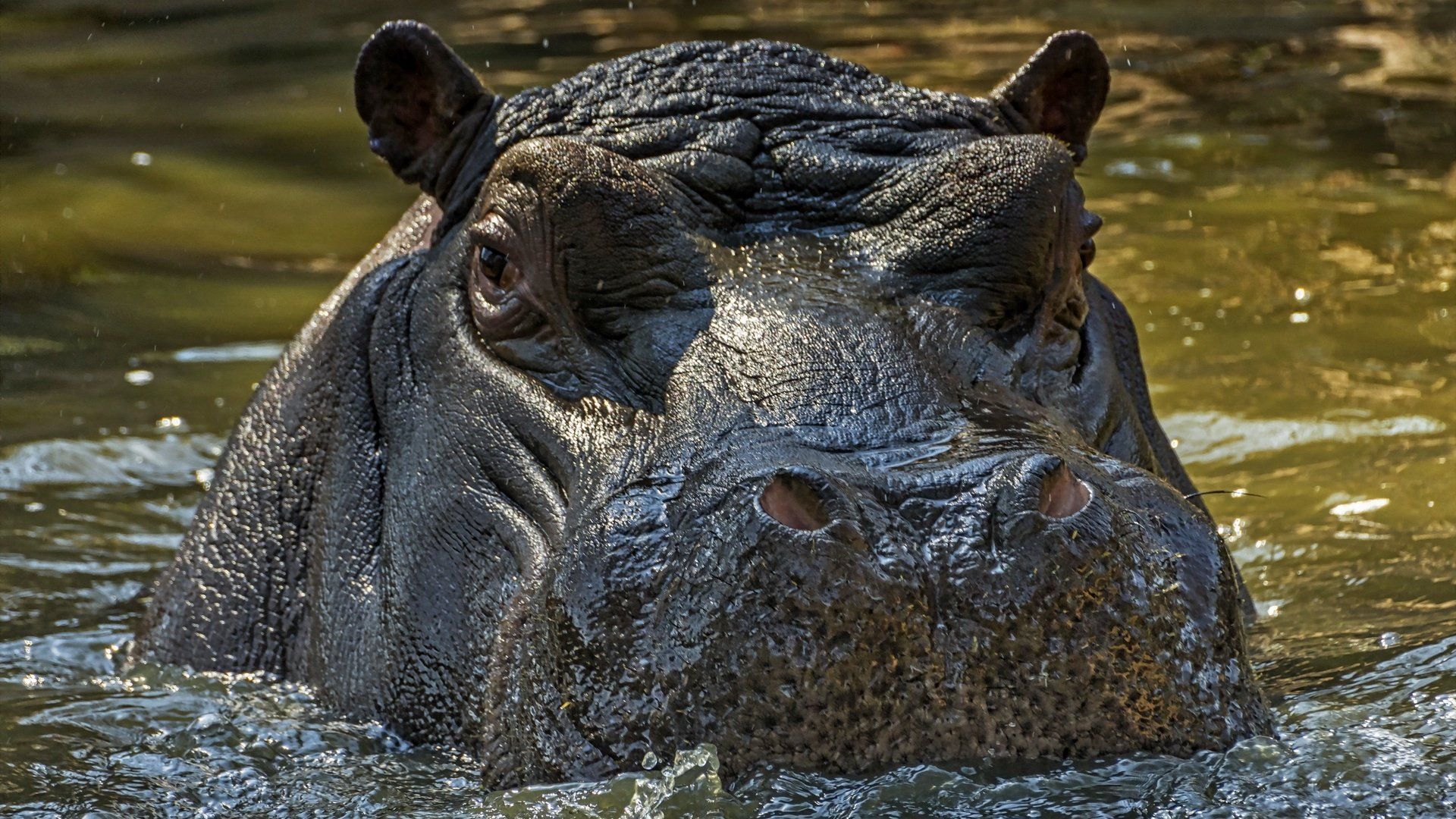 The Hippo Photo