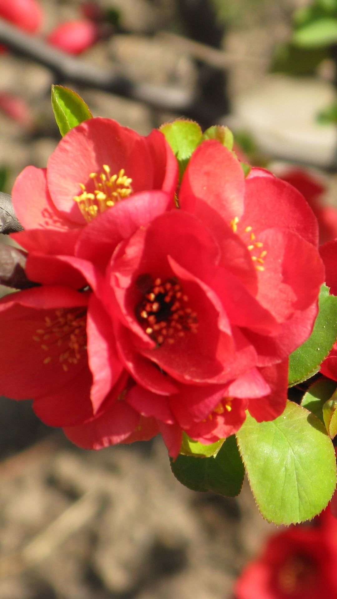 The Japan Quince Japanese