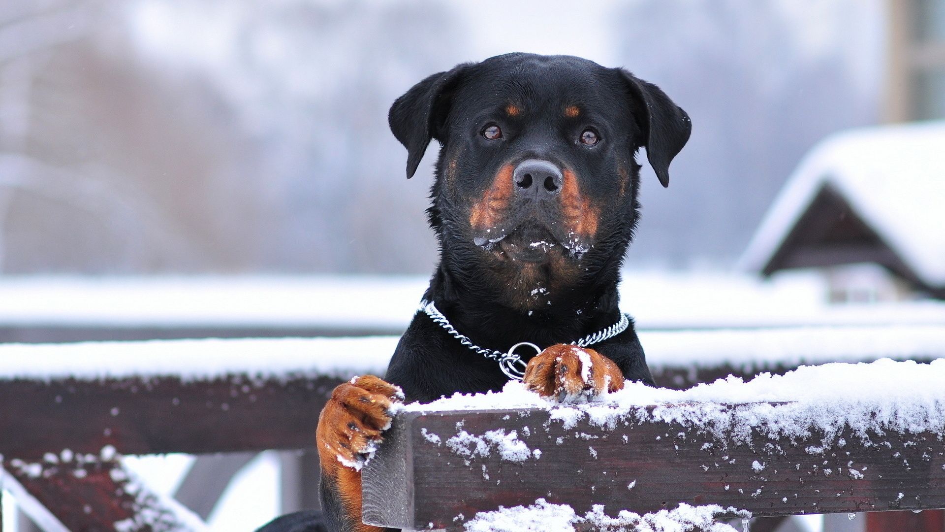 The Rottweiler In The Snow