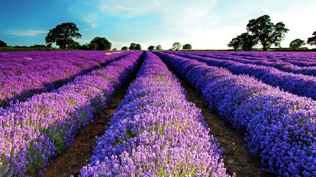 34 Lavender Fields In France Wallpapers - Wallpaperboat