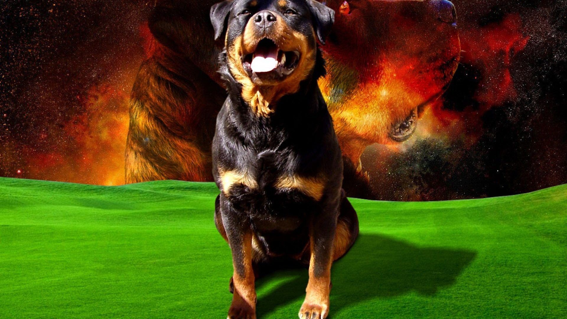 The Wallpapers Rottweiler