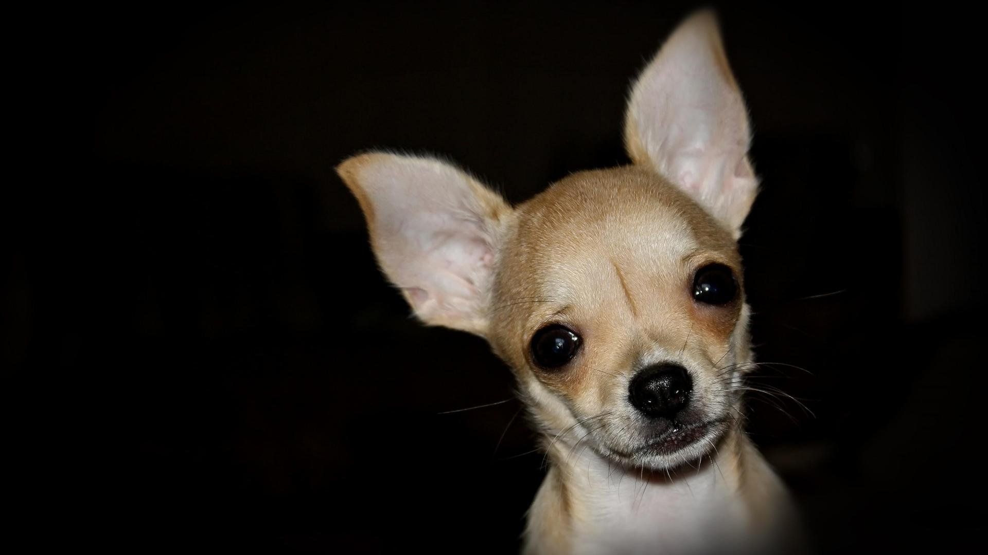 The Wallpapers Dogs Chihuahua