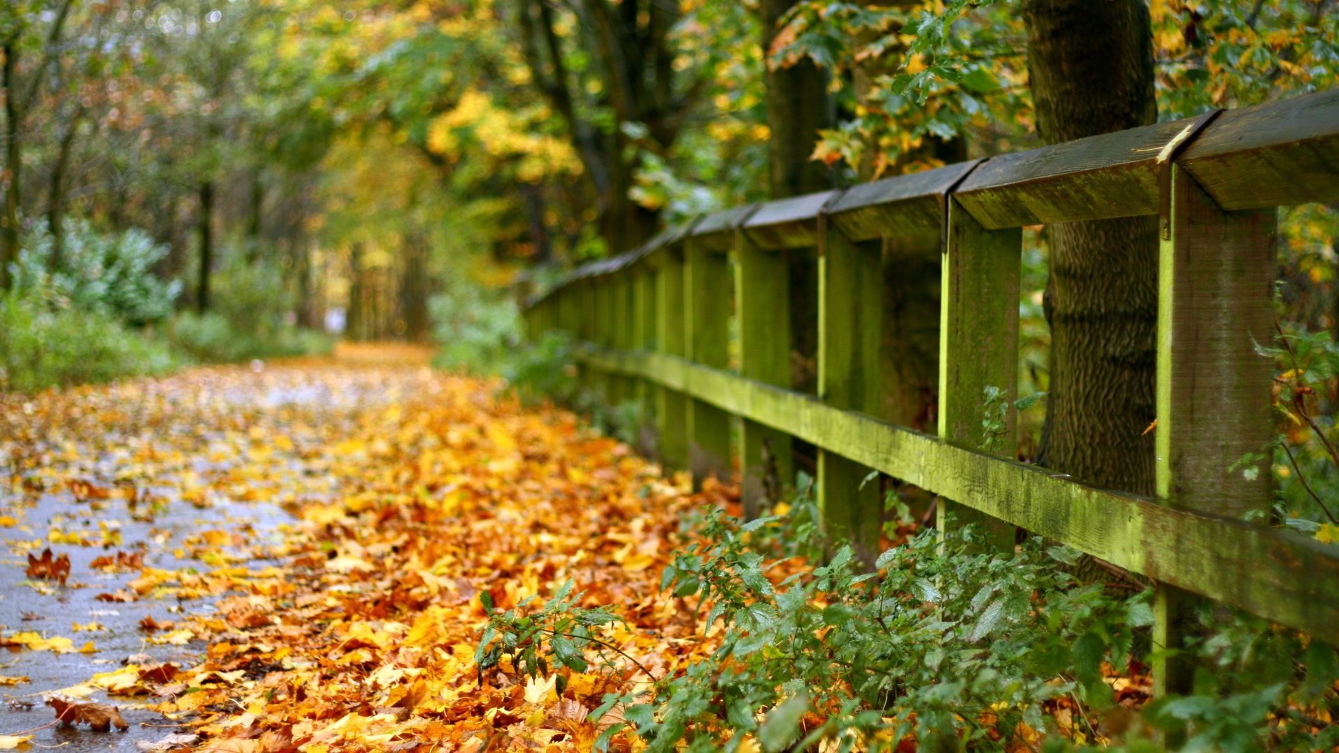 The Wallpapers Hd Autumn