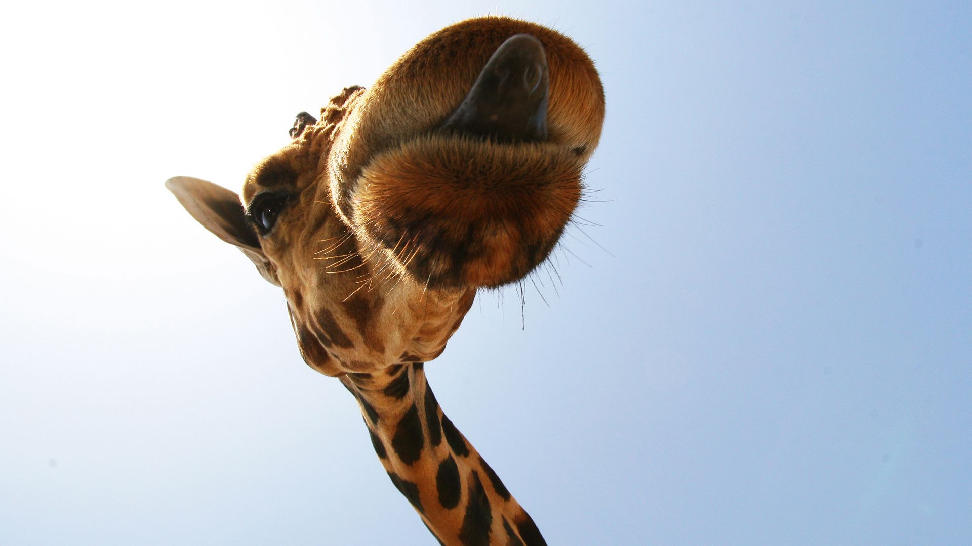 The Wallpapers Of Giraffes