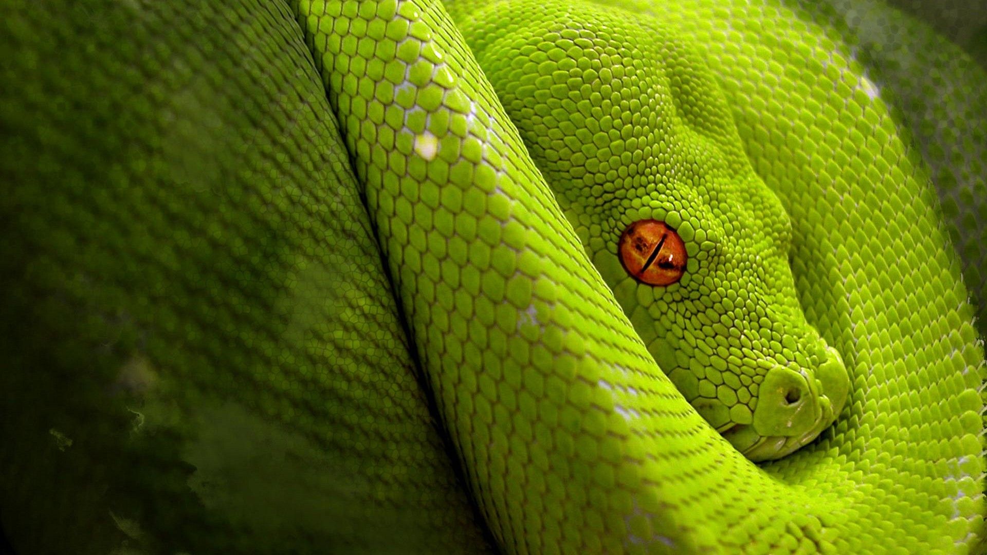 The Wallpapers Snake