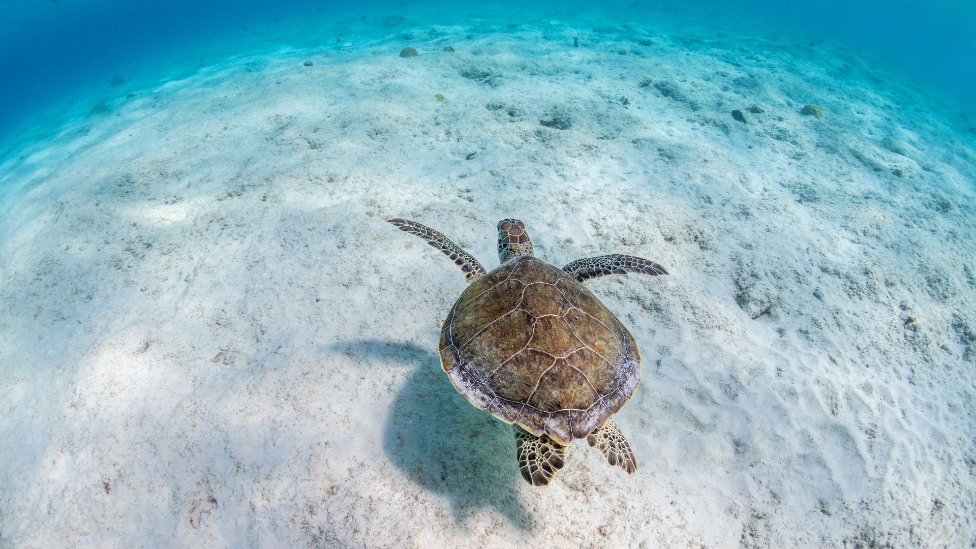 The Wallpapers Turtle In The Sea