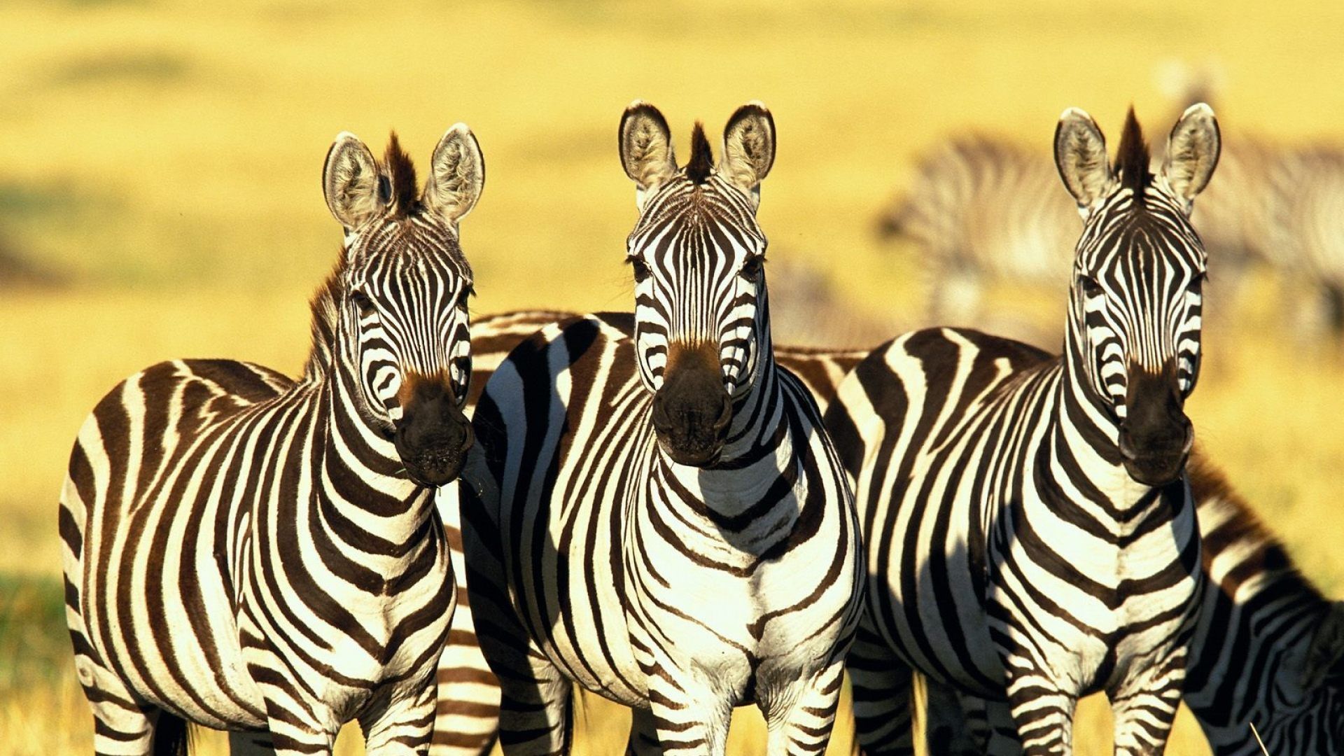 The Animals Of The Savannah Zebra