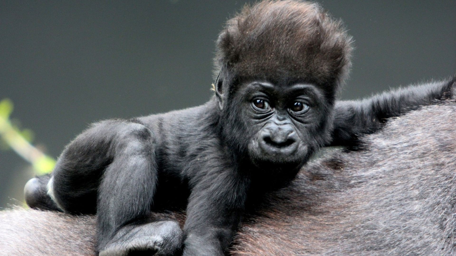 The Baby Gorilla