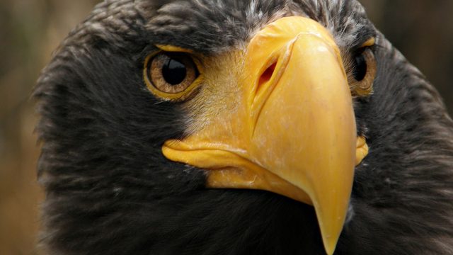 The Beak Of The Eagle Photo
